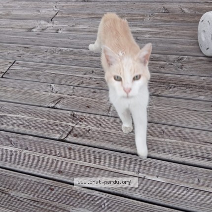 Photo of a cat found in Meymac