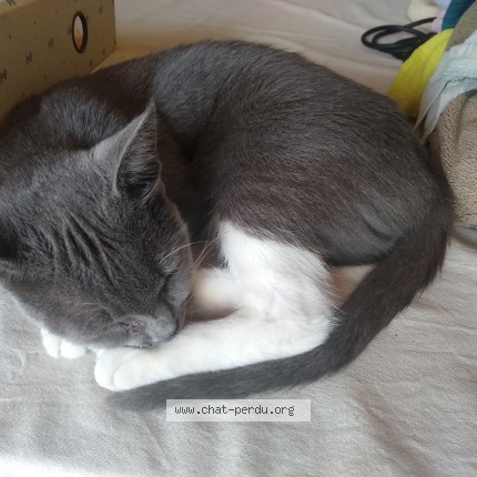 Photo of a cat found in Pessac
