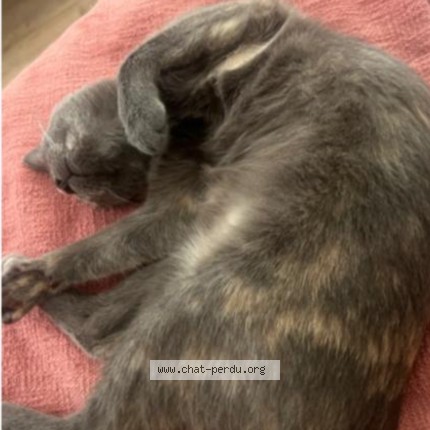 Foto 1/1 nova Kat vermist in Marchienne Au Point