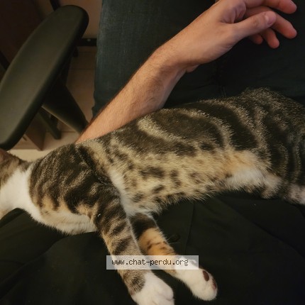 Photo of a cat found in Moimay