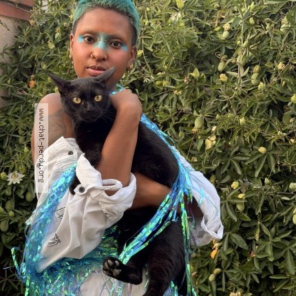 Photo of a cat found in Toulouse
