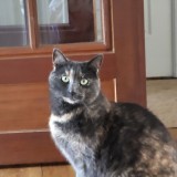 Misti