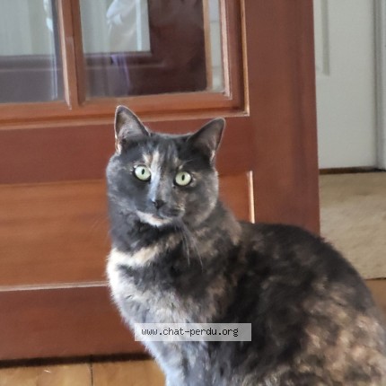 Foto 1/1 Misti Katze verloren in La Tour Peilz