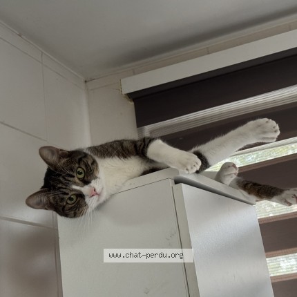 Foto einer wiedergefundenen Katze in Uccle