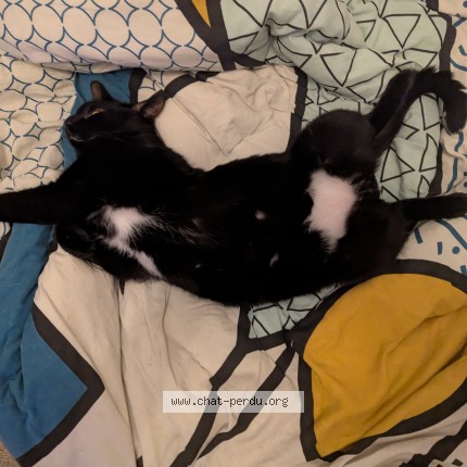 Photo of a cat found in Illkirch Graffenstaden