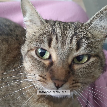 Photo of a cat found in Valence