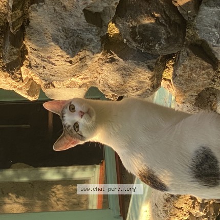 Photo 1/1 Athena Cat lost in Outremont