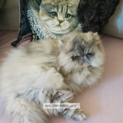 Photo of a cat found in Clerey Les Pins