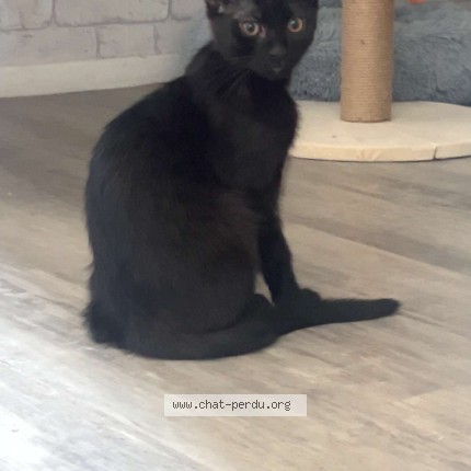 Photo of a cat found in Marly