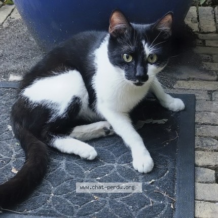 Foto 1/1 Kat gevonden Gevonden in Saint Josse Bruxelles