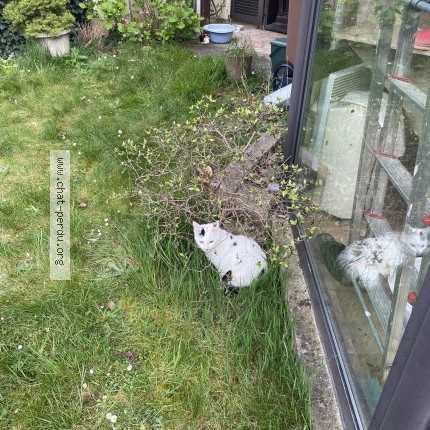 Photo of a cat found in Montesson