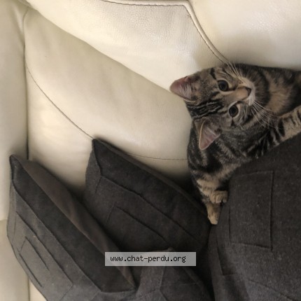 Foto 1/1 Stitchy Kat vermist in Rixensart