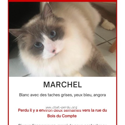 Foto einer wiedergefundenen Katze in Les Echelles