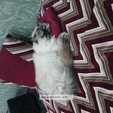 Photo of a cat found in Quetta