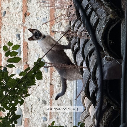 Photo of a cat found in Toulouse