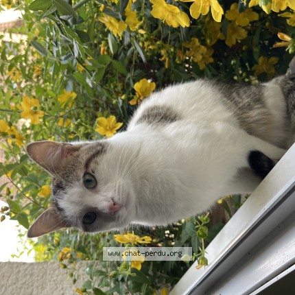 Photo of a cat found in Vaureal