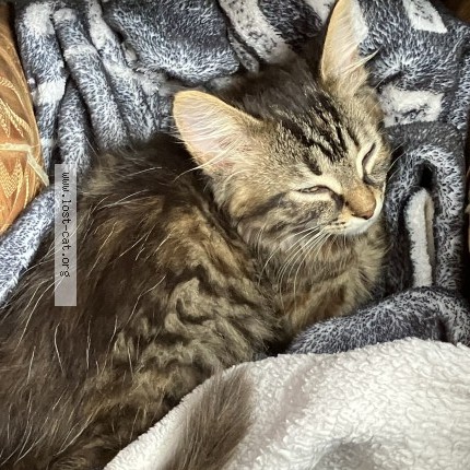 Photo 1/1 Moose Monkey Cat lost in Fort Wayne