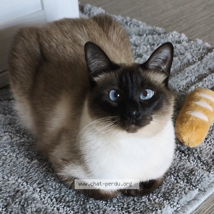 Photo of a cat found in Metz