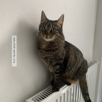 Foto van vermiste kat in Petit Enghien