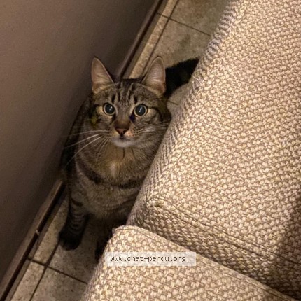 Foto 2/2 Stella Kat vermist in Petit Enghien