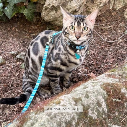 Photo of a cat found in Ivry Sur Seine