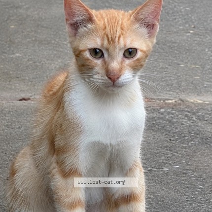 Foto di gatto smarrito a Cinisi