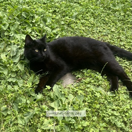 Foto 1/1 Lilith Gatto smarrito a Bellevue