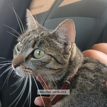 Photo of a cat found in Montagnat