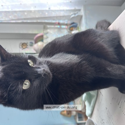 Photo of a cat found in Saint Cloud