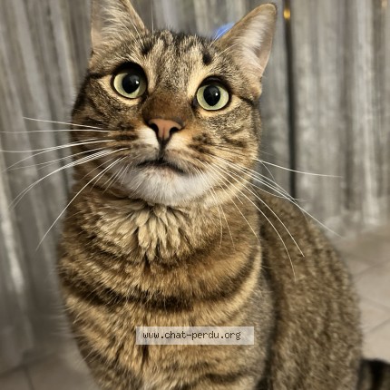 Photo of a cat found in Toulouse