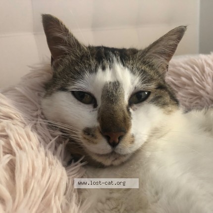 Photo 1/1 Amigo Cat lost in Bromont