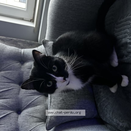 Foto 1/1 snoopy Kat vermist in Bruxelles