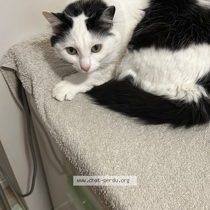 Photo of a cat found in St Julien En Genevois