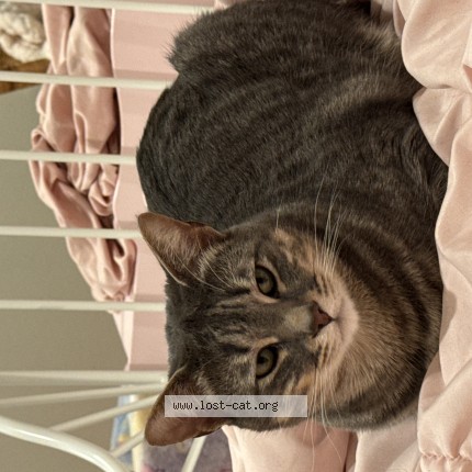 Picture of cat lost at Boring