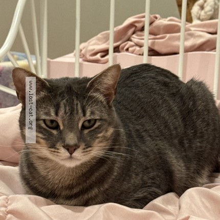 Photo 1/1 Gunter Cat lost in Boring