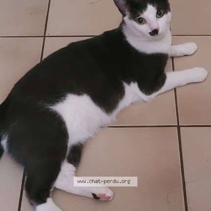 Photo of a cat found in Maintenon