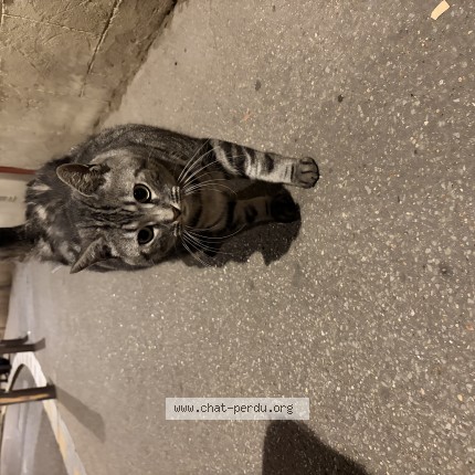 Photo of a cat found in Rouen