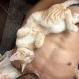 simba