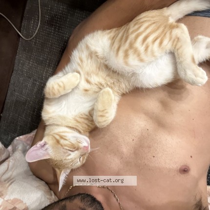 Foto di gatto smarrito a Corridonia