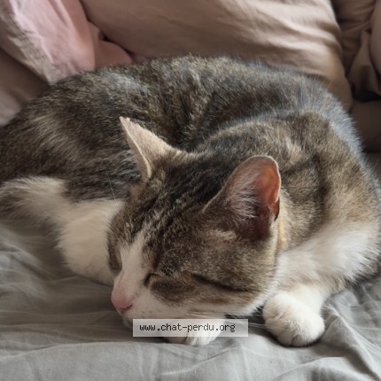 Photo of a cat found in Louvres