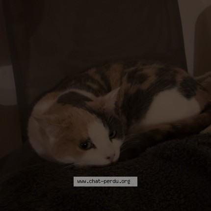Foto 1/1 coquine Katze verloren in St Maurice