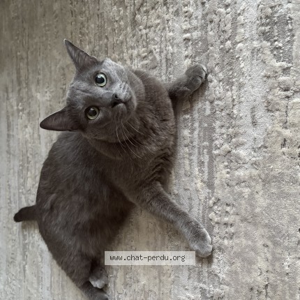 Photo of a cat found in Osny