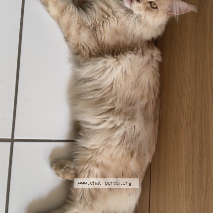 Photo of a cat found in Sebet Bas Lablachere