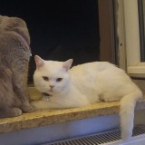 Teddy