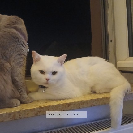 Foto 1/1 Teddy Katze verloren in Ettlingen