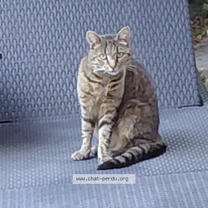 Foto 1/1 Molly Kat vermist in Thimister Clermont
