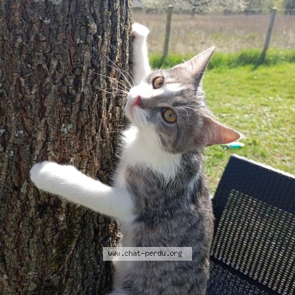 Photo of a cat found in Amilly