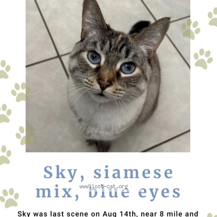 Picture of cat lost at Livonia