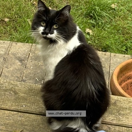 Photo of a cat found in Quimperle