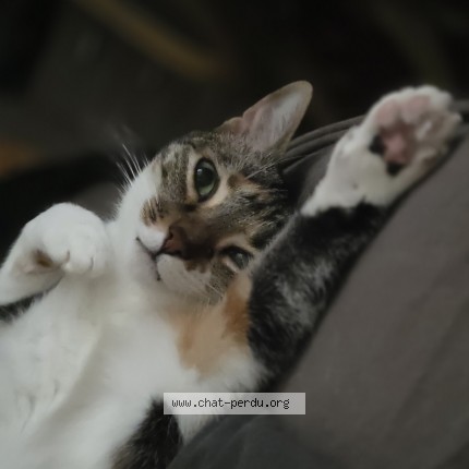 Photo of a cat found in Eaunes